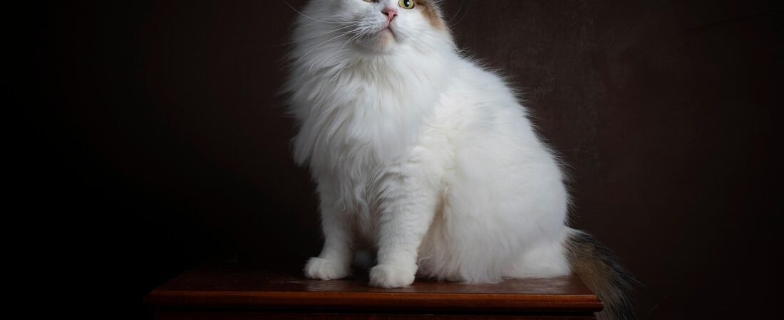 Hypoallergenic Cats