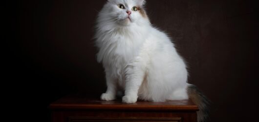 Hypoallergenic Cats
